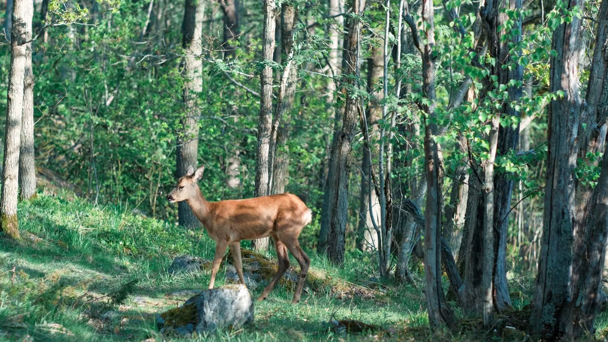 Kuidas elada tervislikku eluviisi igapäevaselt